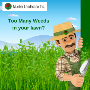 Lawn and weed control service