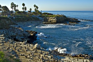 La Jolla Landscaping